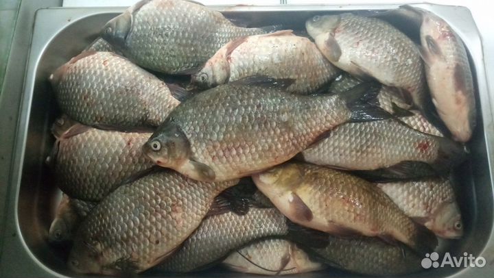 Свежая рыба карась