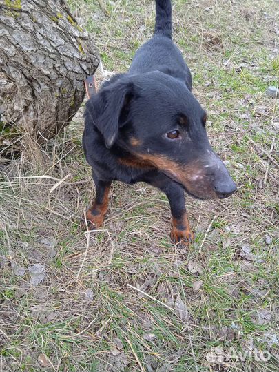 Ягдтерьер вязка