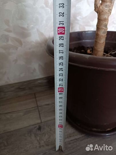 Пальма драцена