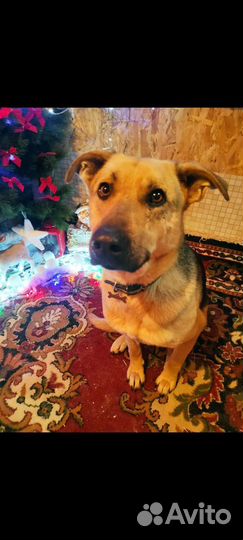 Собака Айкуся ищет дом