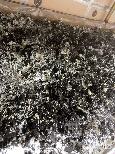 Продам использованный грибной компост