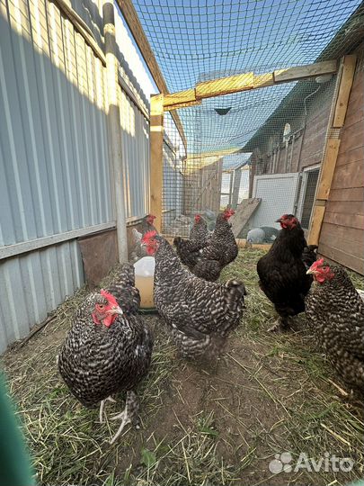 Куры мехеленская кукушка(мясо-яичная)