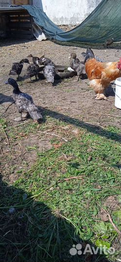 Мускусные утки