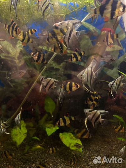 Барбусы, тернеции, меченосцы