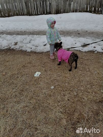 Французский бульдог