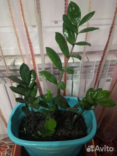 Замиокулькас