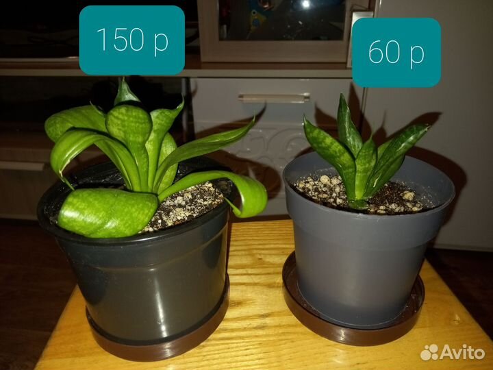 Сансевиерия