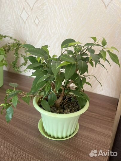 Фикус бенджамина