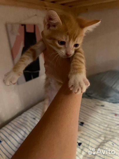Котята