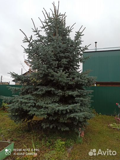 Ель голубая