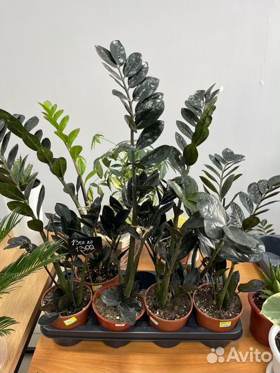 Фикус Лирато