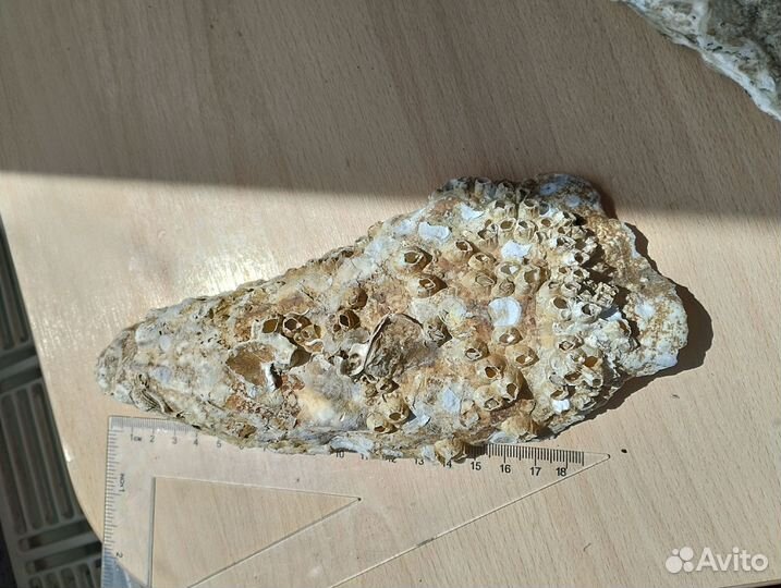 Морские ракушки раковины