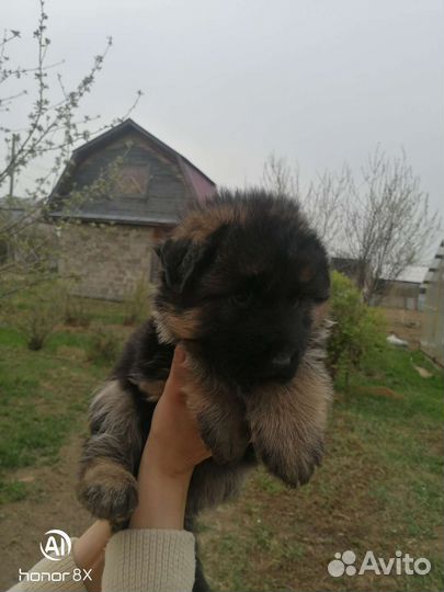 Немецкая овчарка