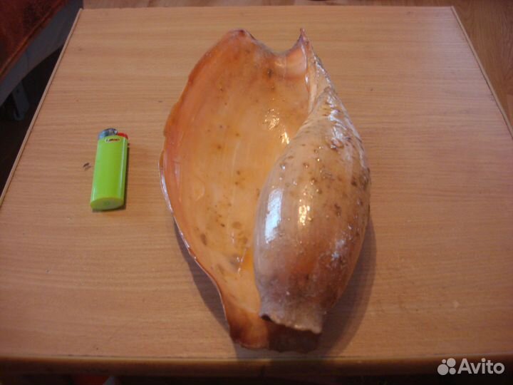 Морская раковина