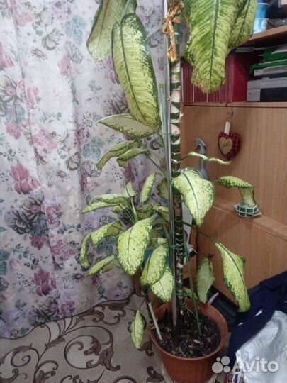 Диффенбахия