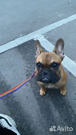 Французский бульдог щенок