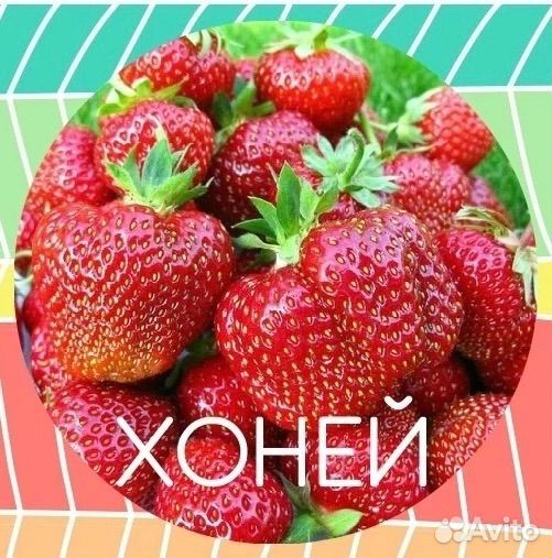 Усы Клубники Разные Сорта