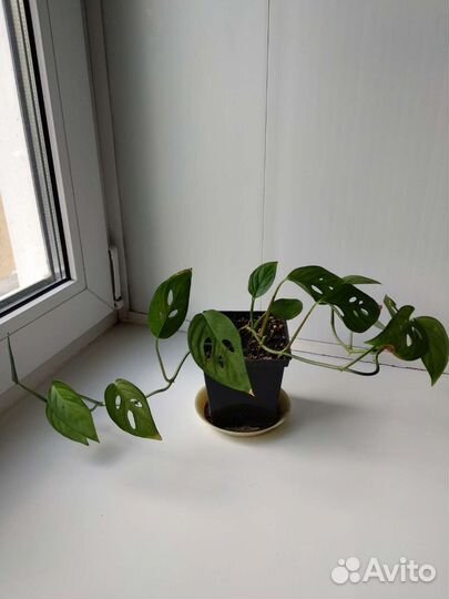 Монстера косая