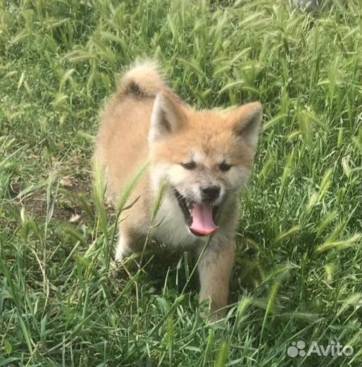 Щенки акита ину