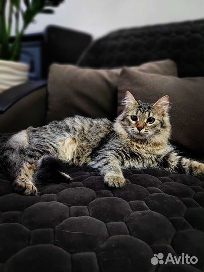 Котенок 5 месяцев