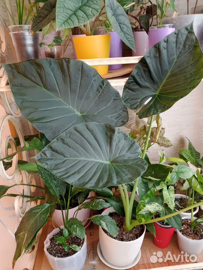 Алоказия Регал Шилдс