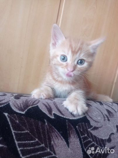 Рыжий котенок мальчик