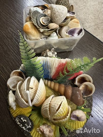 Ракушки для аквариума
