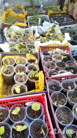 Саженцы плодовых растений