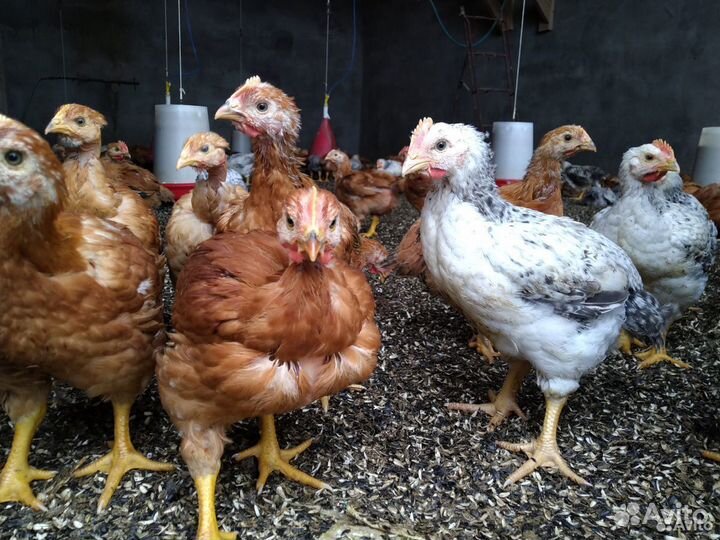 Цветной бройлер индокуры великаны месячные