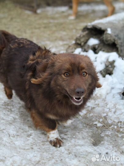 Красотка Мишель (из приюта)