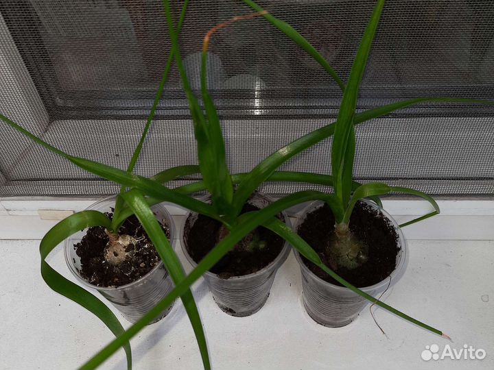 Индийский лук. Лечебное комнатное растение