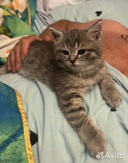 Котенок и кошечка шотландские