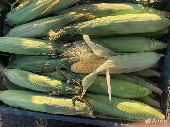 Кукуруза для корм