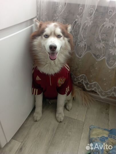 Вязка собак