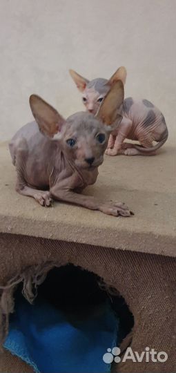 Донской сфинкс