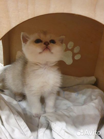 Британские котята