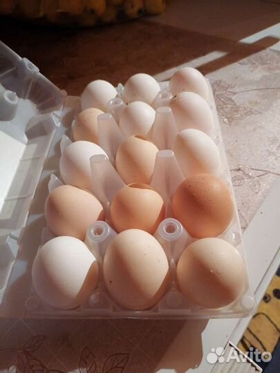 Домашние куриные яйца