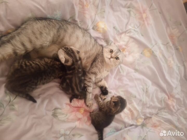 Шотландская кошка