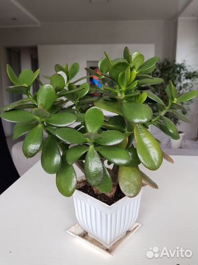 Комнатные цветы