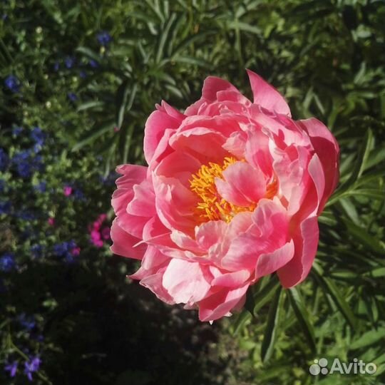 Клеродендрум г. Томсон, др,цветы