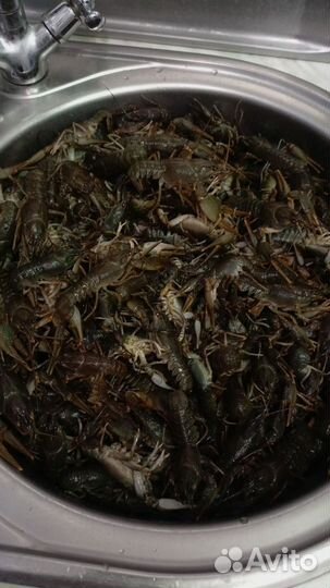 Продам живые раки