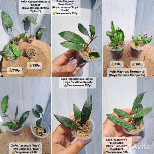Хойи разные сорта