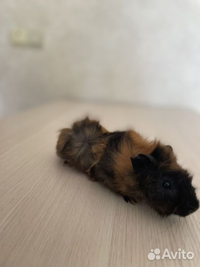 Морская свинка девочка