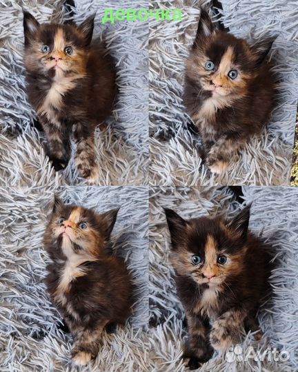 Котята Мейн-кун Новогодние