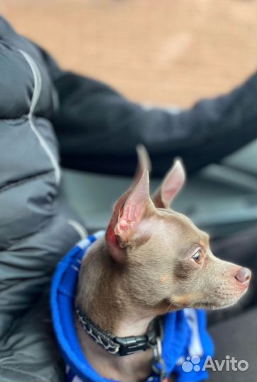 Вязка той-терьер