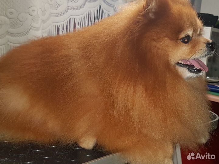 Услуги грумера