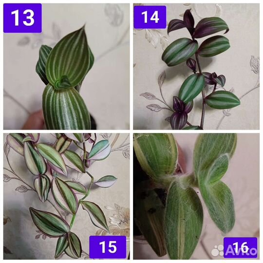 Традесканции сортовые срез