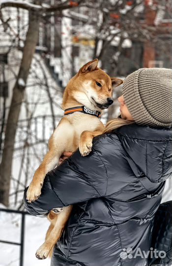 Gps трекер для кошек