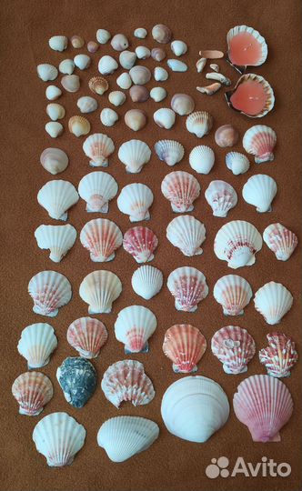 Морские ракушки
