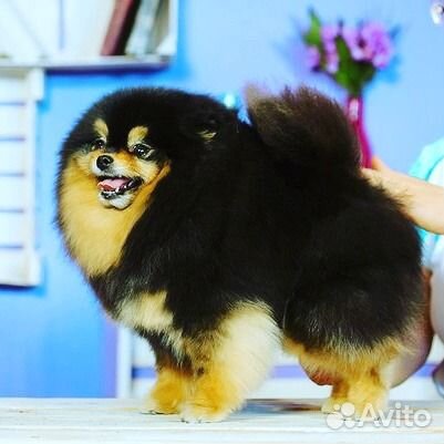 Стрижка собак и кошек. Без наркоза